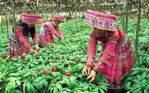 三七價格，三七粉價格