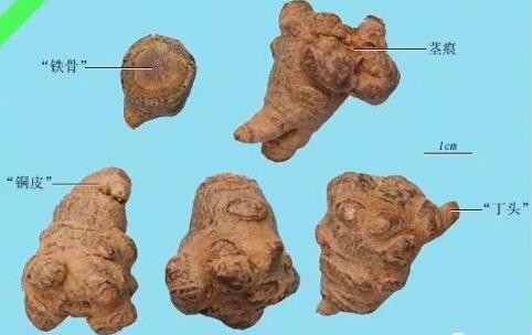 田七圖片,三七圖片