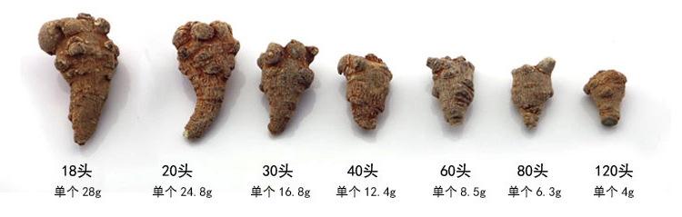 田七圖片,三七圖片,滑頭三七