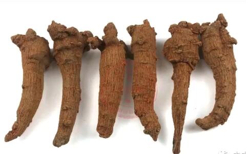 田七圖片,三七圖片