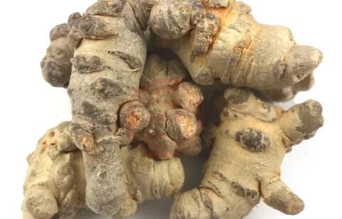 田七圖片,三七圖片