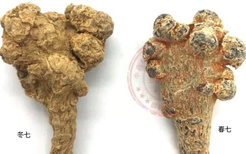 田七圖片,三七圖片