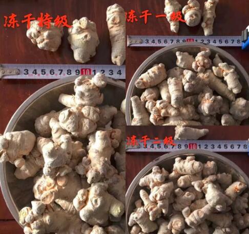 田七圖片,三七圖片