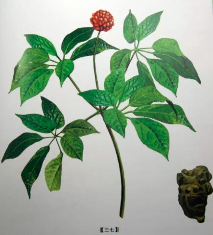 田七圖片,三七圖片