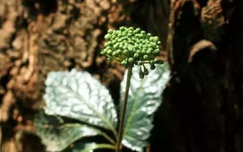 田七圖片,三七圖片