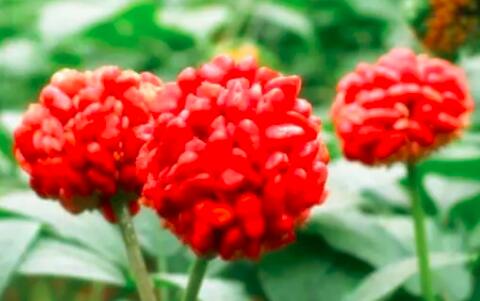 田七圖片,三七圖片