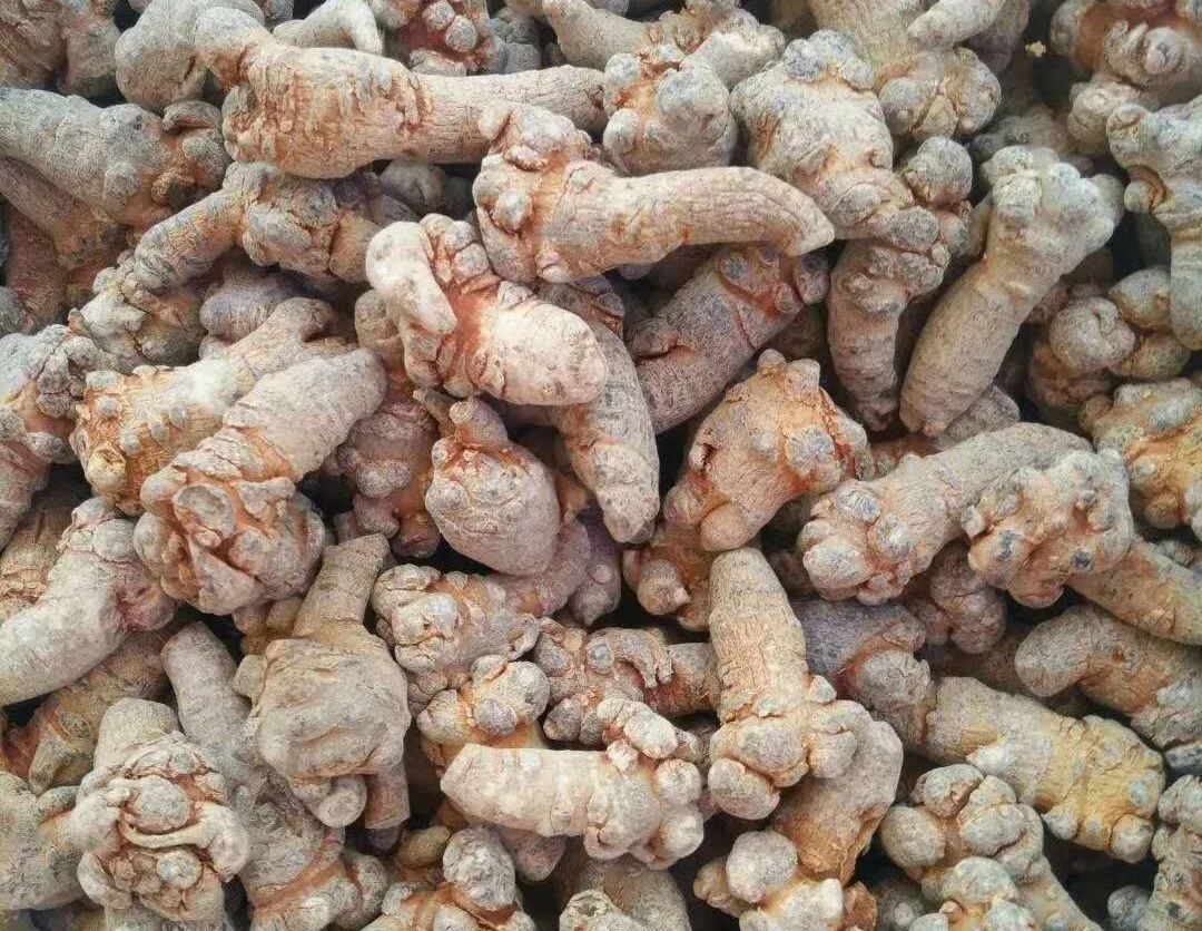 田七圖片,三七圖片